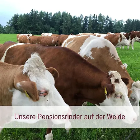 Designerwohnungen 